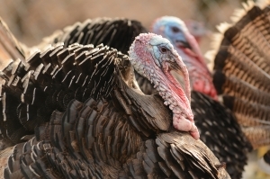 picture of several turkeys in california