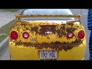 thousands of bees surround a car
