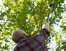 Winterize Trim Branches