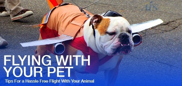 Flying With Pets