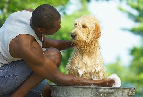 Spring allergies - man bathing his dog