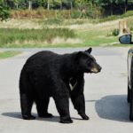 animal attacks on cars