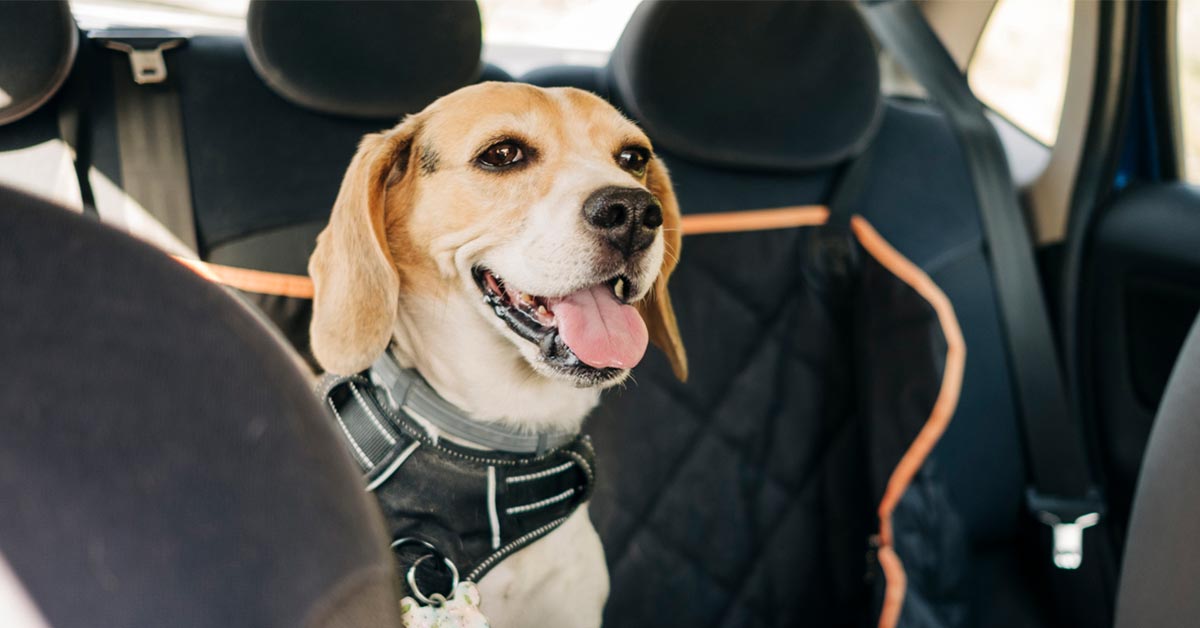 Image of a golden yellow dog sitting inside a car with a harness.