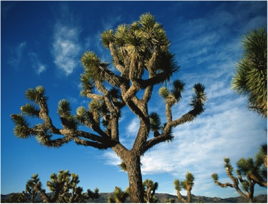 joshua tree, california