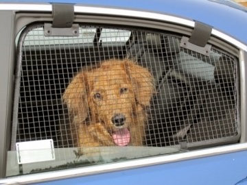 car-pet-window-guard