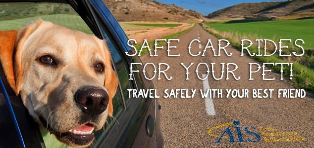 Pet Car Ride Safety