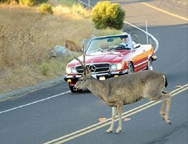 driving-tips-deer-hiting