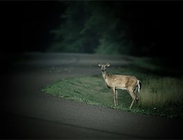 driving-tips-deer-night