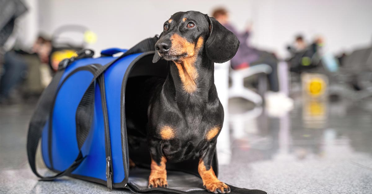 Image of a black and brown puppy stepping outside of a bright blue carrier bag.
