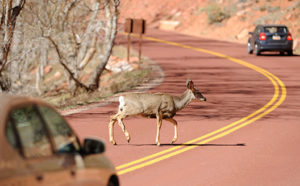 animal attacks deer