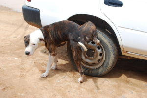 dog attacking car