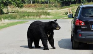 animal attacks on cars