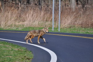 coyote attacking car