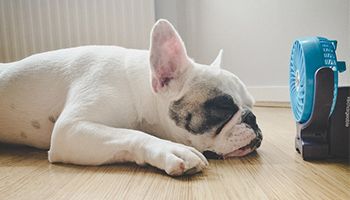 dog in front of fan - no air conditioning