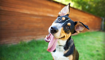 Image of a pet dog with its tongue out. Dog is a Black and white dog with golden brown spots. 
