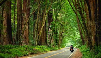 A motorcycle on the Avenue of Giants 