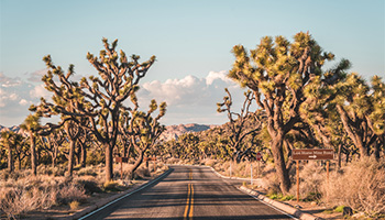 A desert road in Joshua Tree National Park