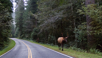 An Elk on the side of the road near Olympic National Park. 