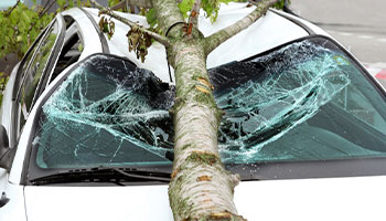 a view of a tree that has fallen on a car 