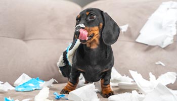 a puppy that has made a mess in an apartment