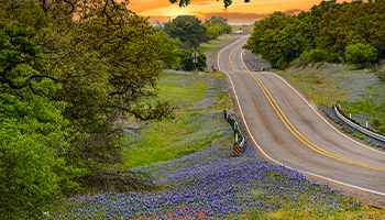 View of blooming flowers along a Texas motorcycle road in Hill Country in spring