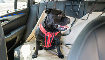 a dog in the back seat of a car with a seat harness