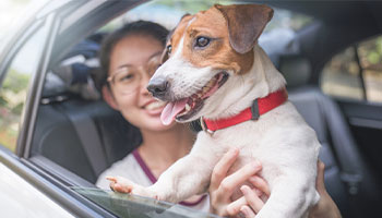 a girl holding her pet dog up to the window of a car