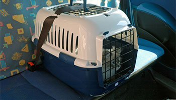 a cat in a carrier inside of a car