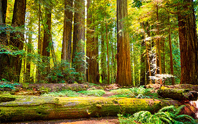 Large trees in Redwood national park