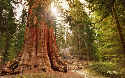 General Sherman Tree located in Sequoia National Park