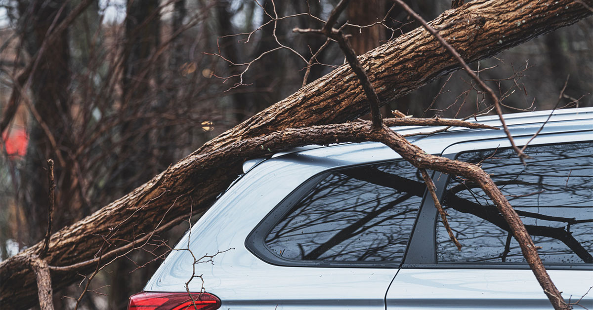 Tree branch fallen on car