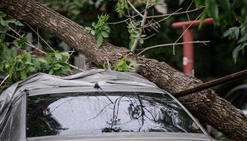 a totaled car with a tree branch on top of it