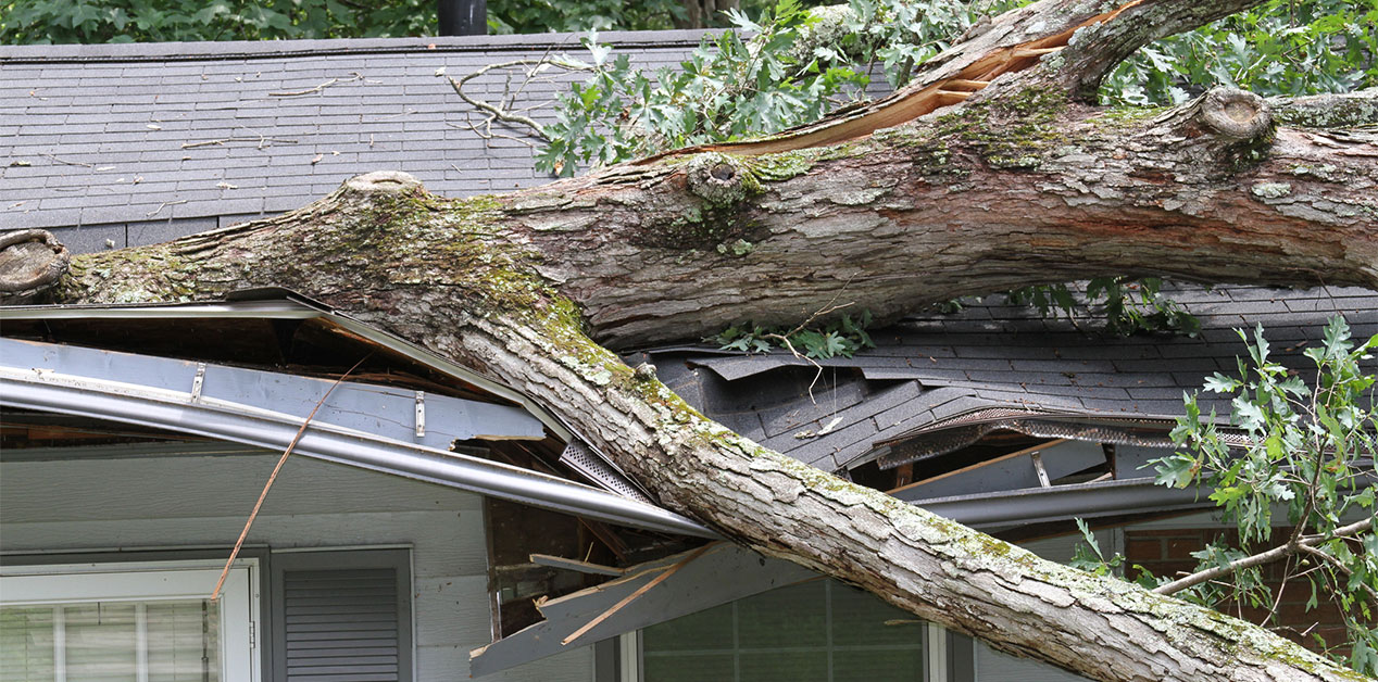How Homeowners and Auto Insurance Cover Tree Damage