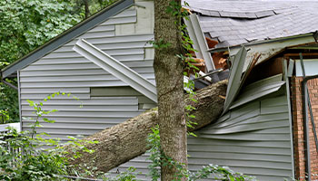 tree damage on home