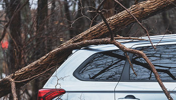 tree damage on car 